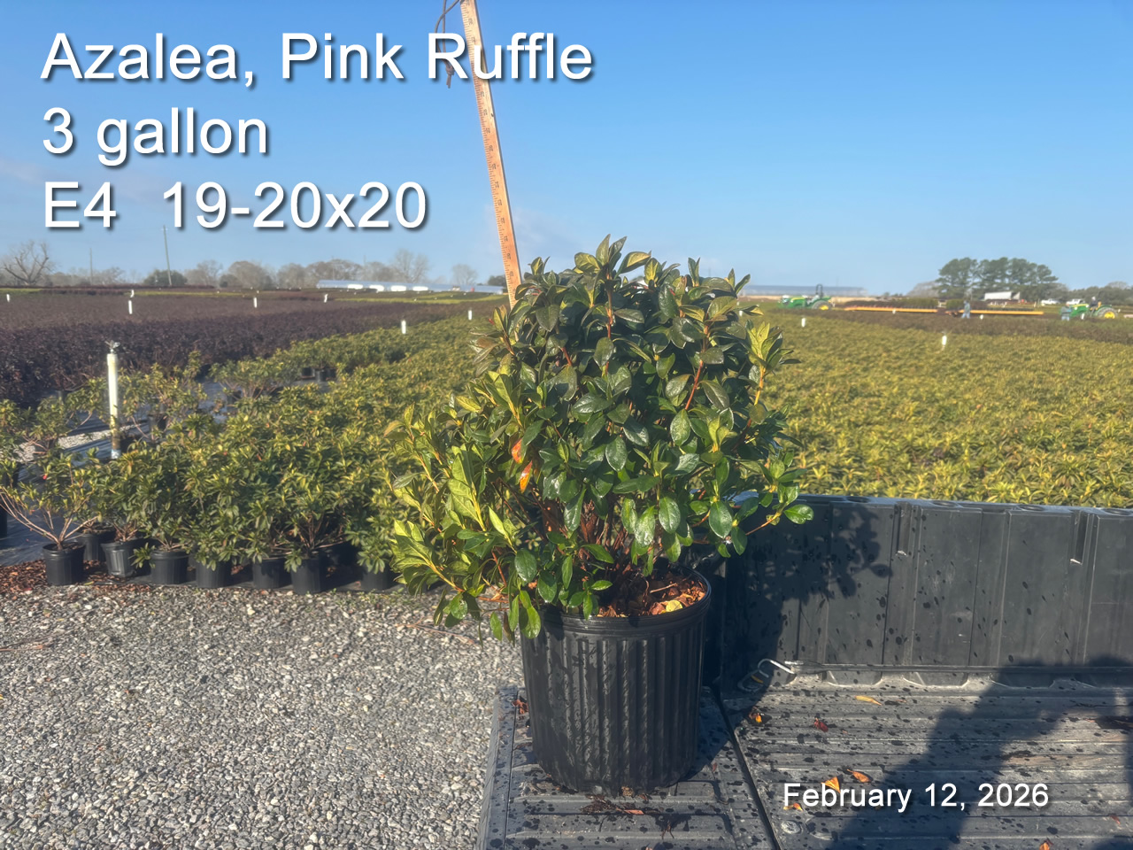 gallery/pr3 e4 feb12.jpg